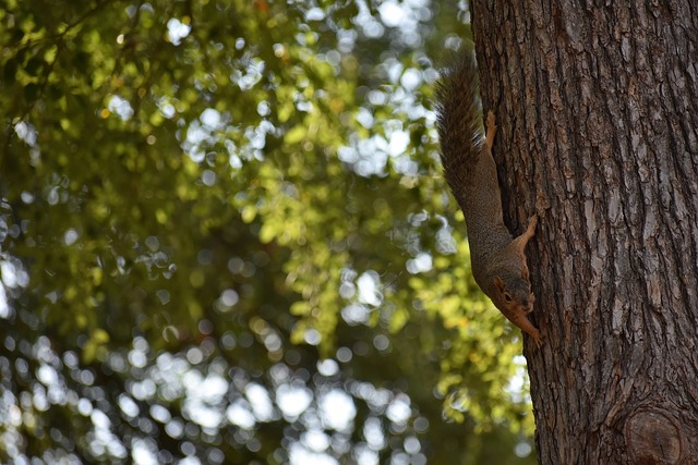 罗德里戈面 罗德里戈面
